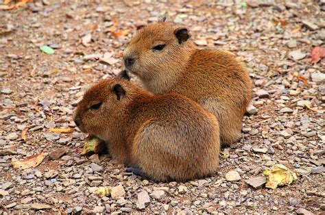 Capybara - Facts, Information and Everything You Wanted to Know About These …